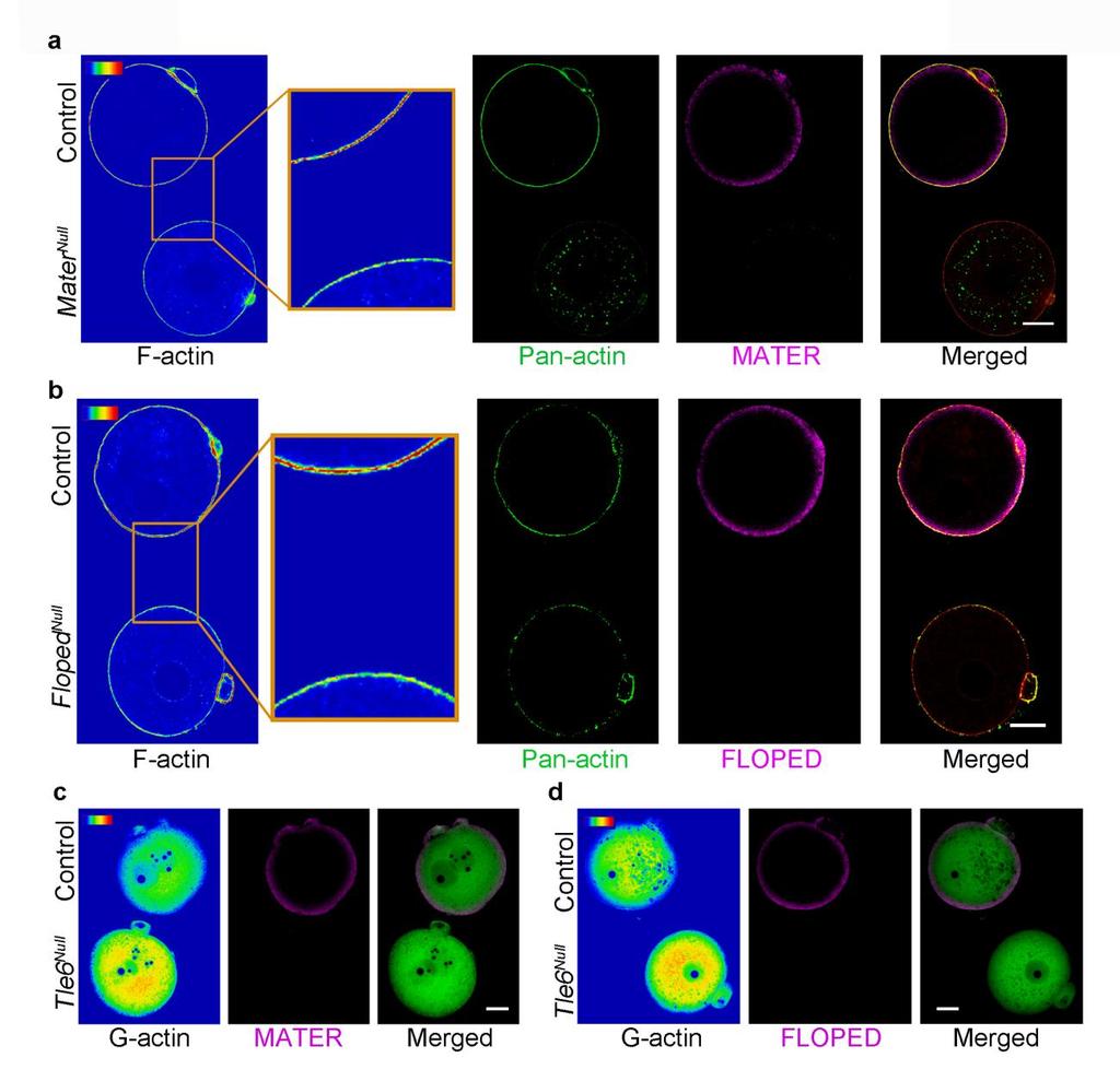 Yu et al., page 7 Supplementary Figure 5. The defect of actin in SCMC mutant zygotes.