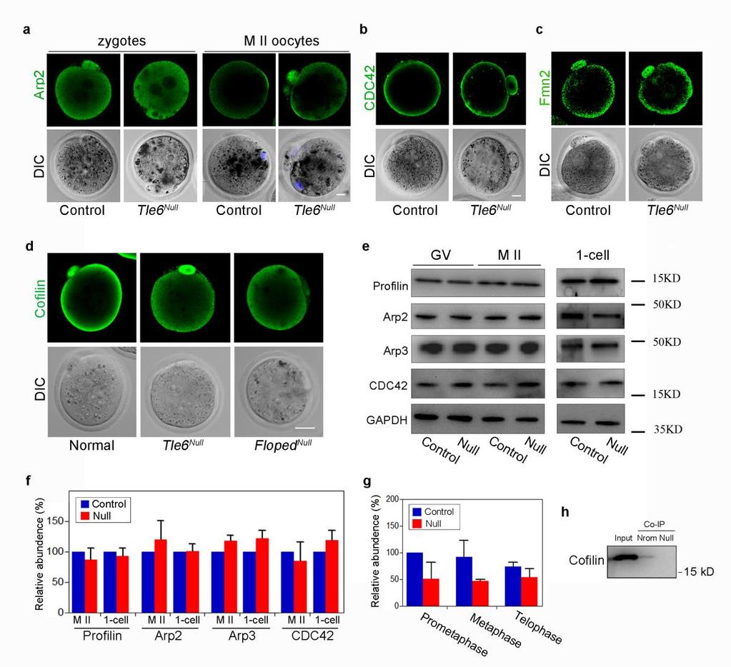 Yu et al., page 8 Supplementary Figure 6. F-actin regulators in SCMC null oocytes and zygotes.