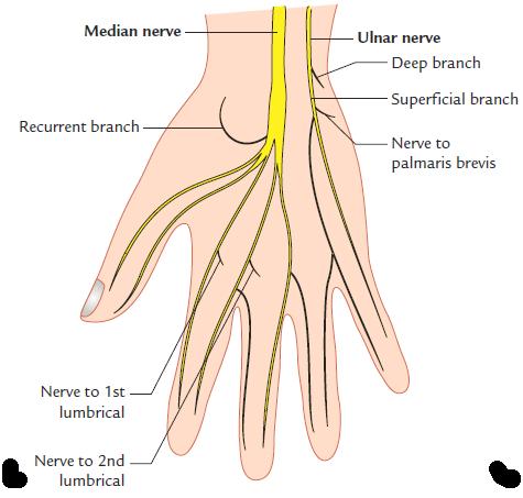 Anatomy of the Upper Limb Figure 60: The median & ulnar nerves in the hand. The ulnar nerve [Figure.