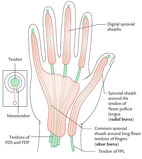 Anatomy of the Upper Limb The digital synovial sheaths; are 3 sheaths which surround the long flexor tendons of the index, middle and ring fingers.