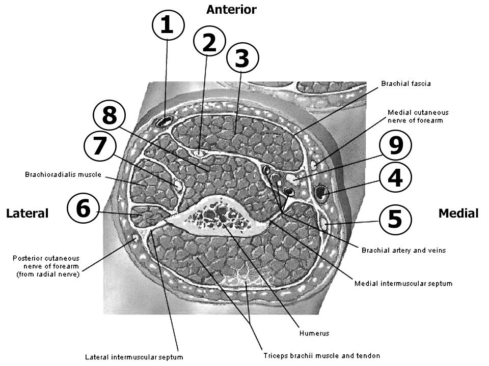 In relation to the diagram below which shows a cross section in the middle third of the arm. 1. One of the following is true: A. Label 8 is a powerful supinator B.
