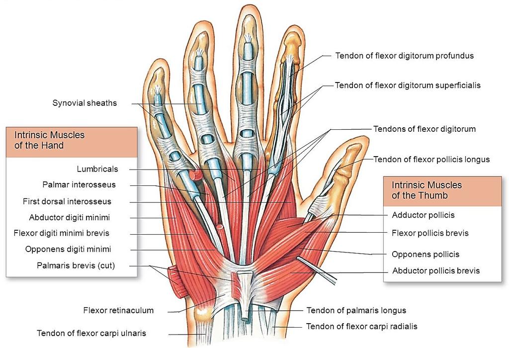 Anatomy of the Upper Limb are indicated by their names. All these muscles are supplied by the median nerve except adductor pollicis which is supplied by the deep branch of the ulnar nerve.