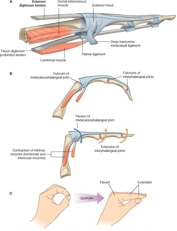 Anatomy of the Upper Limb The other peripheral 2 bundles diverge to fuse with the rest of the thick margin and then unite into