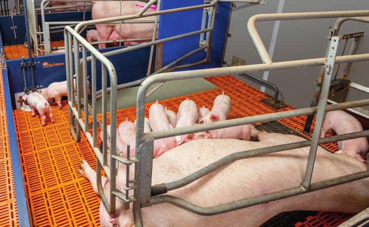 CulinaCup and CulinaFlexpro Successful supplementary feeding in the farrowing pen The size of litters continues to increase in pig production, with 18 or more live-born piglets no longer being a