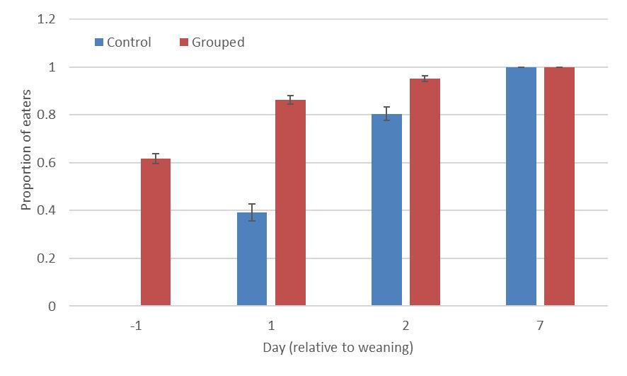 Figure 5: Effects of sow housing in lactation on proportion of piglets consuming solid feed Piglet injury scores were not different between housing treatments prior to mixing on day -14 (Figure 6).