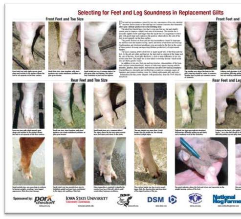 reproductive performance Gilts
