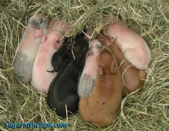 Rearing large litters (small piglets) Q.