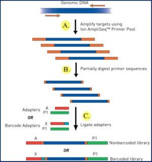 adaptors and index Sequences & 2nd PCR SPRIselect Bead Purification Quantification of samples using the Agilent Bioanalyzer prior to sequencing (QC) Final library and customized sequencing primer