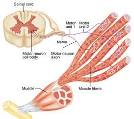 Tension Tension Stimulus Stimulus 10 Muscle Mechanics: Muscle Tension: Force exerted on an object by a contacting muscle What Regulates Muscle Tension Production?