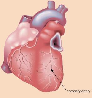Coronary arteries supplies the
