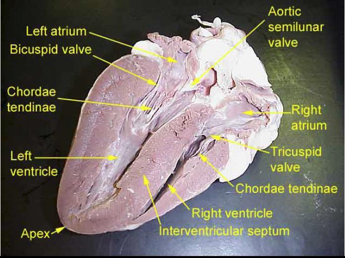 Because the left ventricle pumps to the