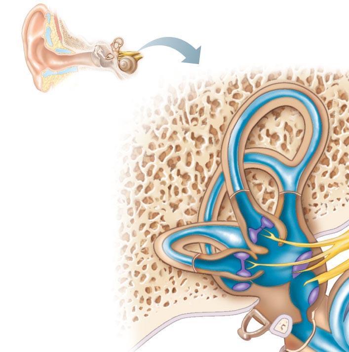 Inner Ear: Balance: The Semicircular Canals