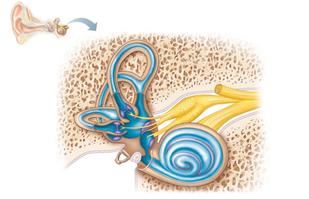 Inner Ear: Balance: The Ampulla Semicircular ducts in semicircular