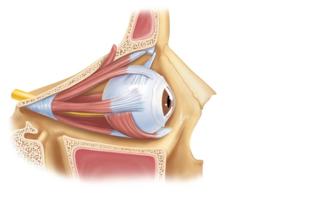 Extrinsic Eye Muscles Superior oblique muscle Superior oblique tendon Superior rectus muscle