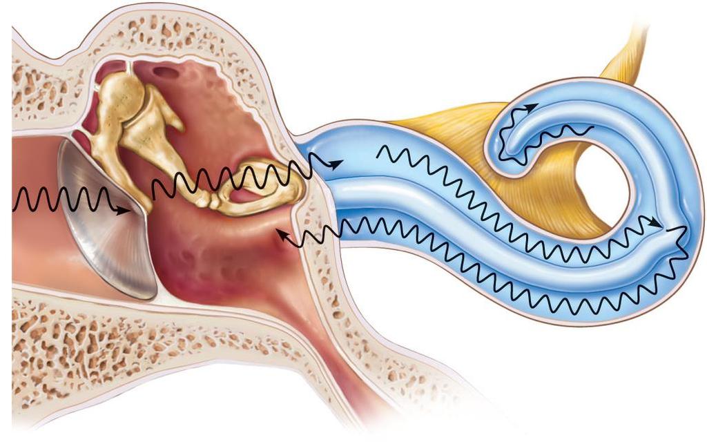 Transmission of Sound to the Inner Ear Auditory ossicles Malleus Incus Stapes Cochlear nerve Oval window Scala vestibuli Helicotrema Scala tympani 2 3 Cochlear duct Basilar membrane 1 Tympanic Round