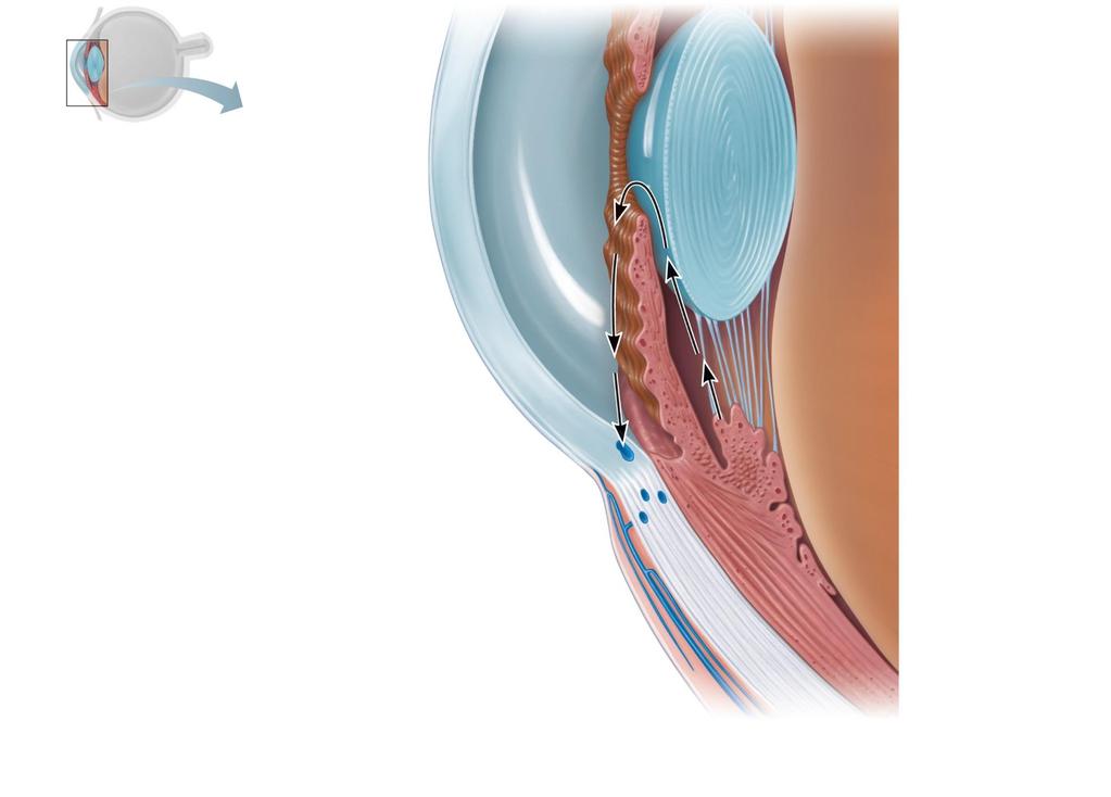 Anterior Segment Cornea Lens Lens epithelium