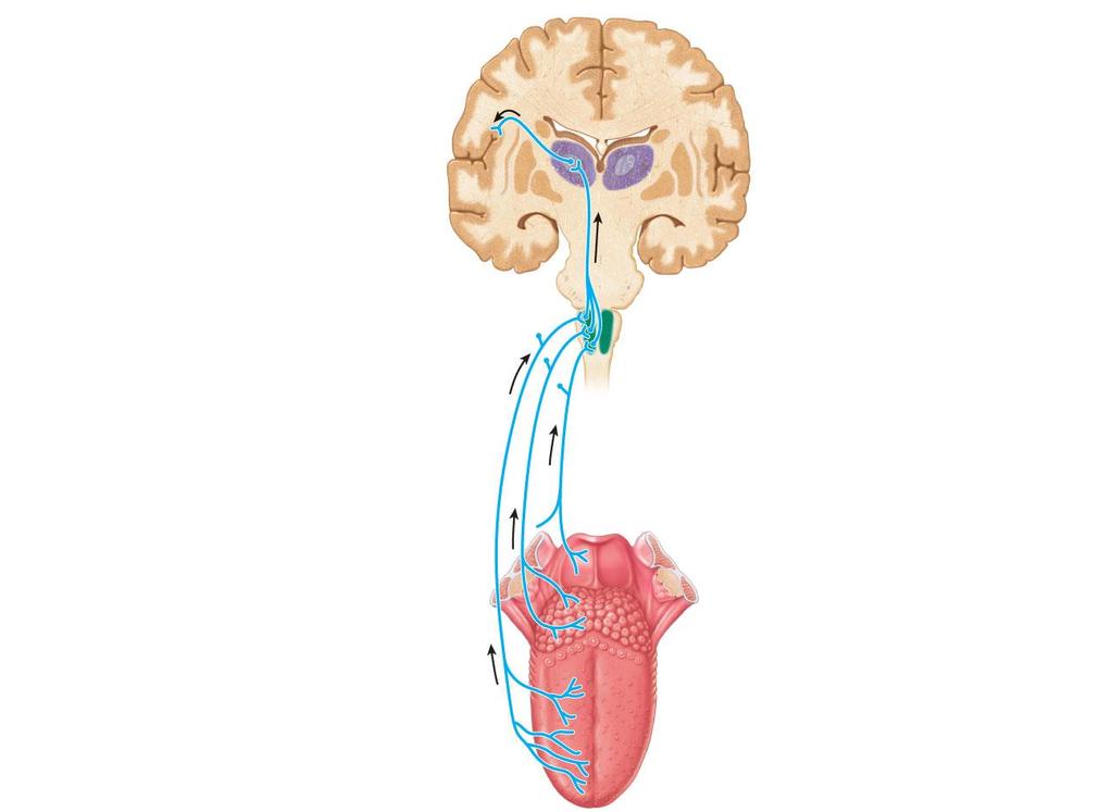 Gustatory cortex (in insula) Thalamus Pons Solitary nucleus in