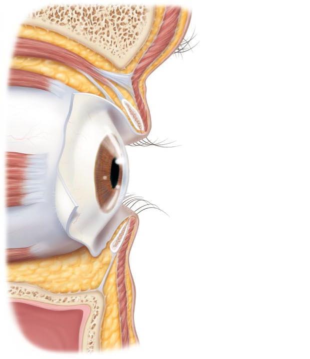 Palpebrae (Eyelids) Palpebral