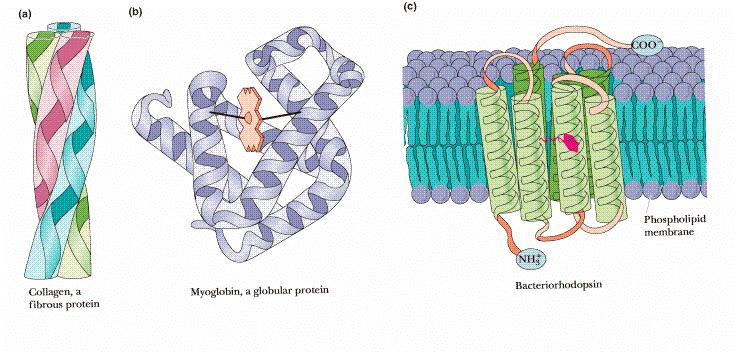 Classification of proteins By molecular shape: Fibril proteins- thread like