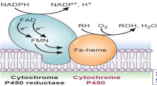- Mechanism of action: what s in the box is additional, just understand it if u want R-H + O2 + NADPH + H + ROH + H2O + NADP + 1- Cytochrome is coupled to a reductase enzyme that carries an electron