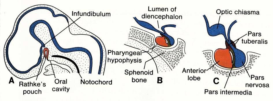 Development of the hypophysis 2 anlages adenohypophysis - ectoderm of the Rathke s pouch neurohypophysis - neuroectoderm of the ventral wall of diencephalon the Rathke s pouch occurs on