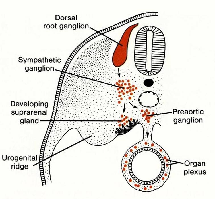 Adrenal gland its development begins during the 5th week cortex - coelomic mesoderm medulla - crista neuralis