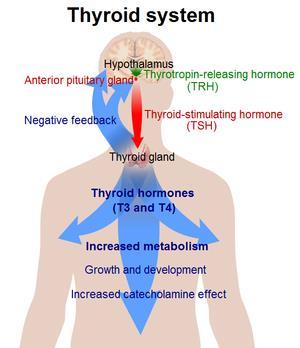 Thyrotropin releasing hormone (TRH) of hypothalamus stimulates basophilic cells of adenohypophysis