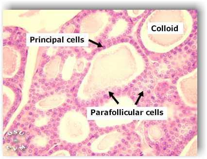 Located among follicular cells or make clusters between follicles Poorly stained Secrete