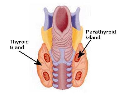 of the thyroid gland 2 major cell