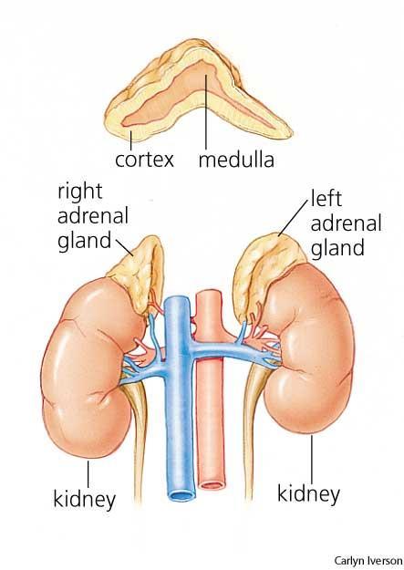 Adrenal Gland Located at the upper