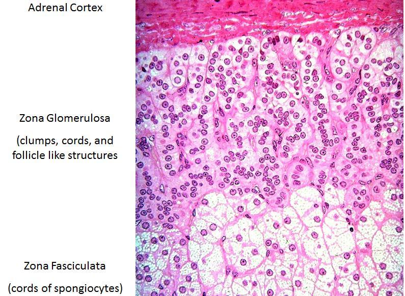 Zona glomerulosa Outermost cortical layer Columnar epithelial cells with scant cytoplasm appear as ovoid