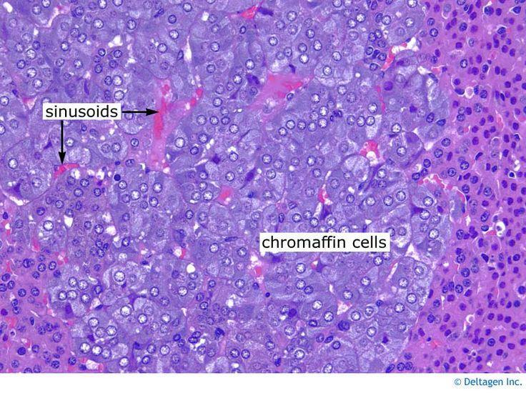 Adrenal Medulla Derived from the neural crest Two types of cells: - Chromaffin cells - large, palestaining epithelial cells - Ganglion cells - morphological