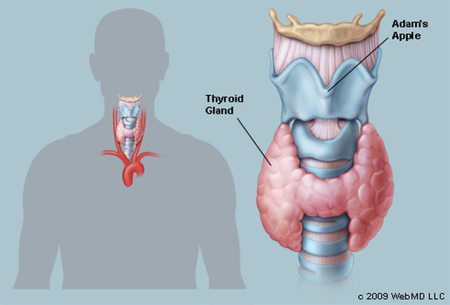 Thyroid Gland Located in the anterior neck region adjacent to the larynx and trachea.