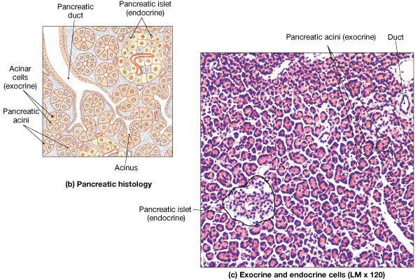 Pancreas The pancreas contains both endocrine and exocrine cells.