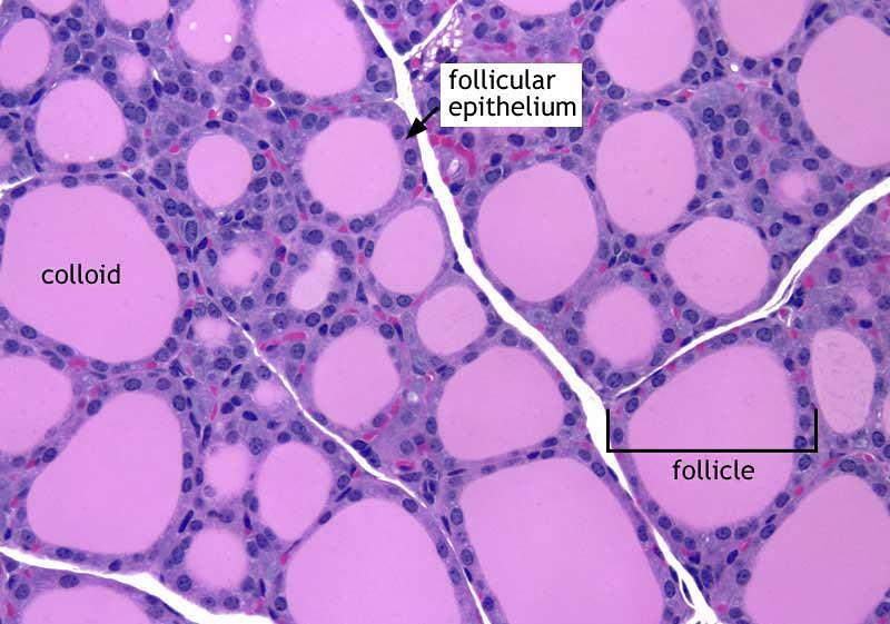 The thyroid follicle is the structural