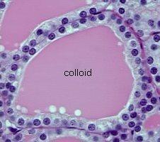 Follicular Cells Make the wall of thyroid follicles Produce hormones: - Triiodothyronine (T3) - Tetraiodothyronine or Tyroxine (T4) Hormones are stored in the form of