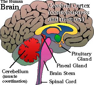 PINEAL GLAND Also called pineal body, epiphysis cerebri is an endocrine or neuroendocrine gland that regulates daily body rhythm.