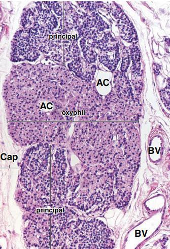 Read only Photomicrograph of human parathyroid gland. This H&E stained specimen shows the gland with part of its connective tissue capsule (Cap).