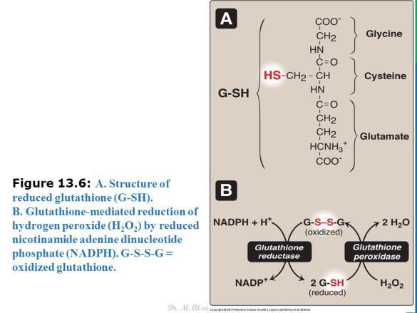 2. Pentose phosphate pathway (Hexose monophosphate shunt): 5-10% of the glucose in the RBCs in the form of glucose-6- phosphate is diverted into this pathway that provides a major portion of NADPH