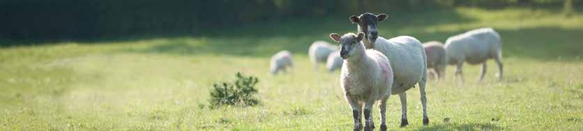 Sheep Mag Use post lambing at grass as an aid in staggers prevention 10% magnesium lick for sheep Use after lambing when lush grass growth may cause hypomagnesaemia in ewes Palatable and with a full