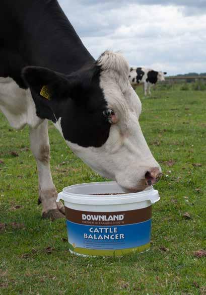 Cattle Balancer Forage balancer for all types of cattle Feed to all types of cattle where extra energy and protein is required in the diet Ideal for cattle on winter forages and on autumn grazing