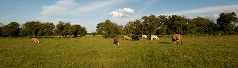 About Downland Downland is a UK wide network of independently owned agricultural retailers who work together to share knowledge and expertise and to supply a wide range of animal health and