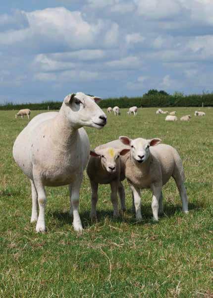 Sheep Energy Extra energy block for feeding pre-lambing Feed from 4-6 weeks pre-lambing for twin bearing ewes to increase energy supply in the diet Will help as an aid where there is a risk of twin