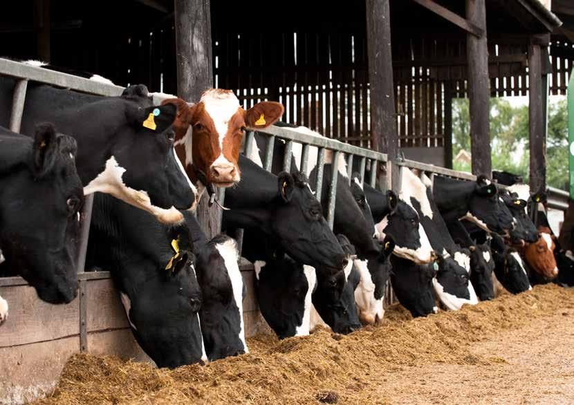 Protein Concentrates A range of high quality balancers for beef, dairy and sheep specifically formulated to cover a wide range of needs on farm.