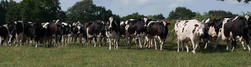 Mag Extra + Copper Helps prevent grass staggers Feed to dairy and suckler cows during lush grass growth in spring and autumn Very high magnesium lick at 18% magnesium Added sodium to help with