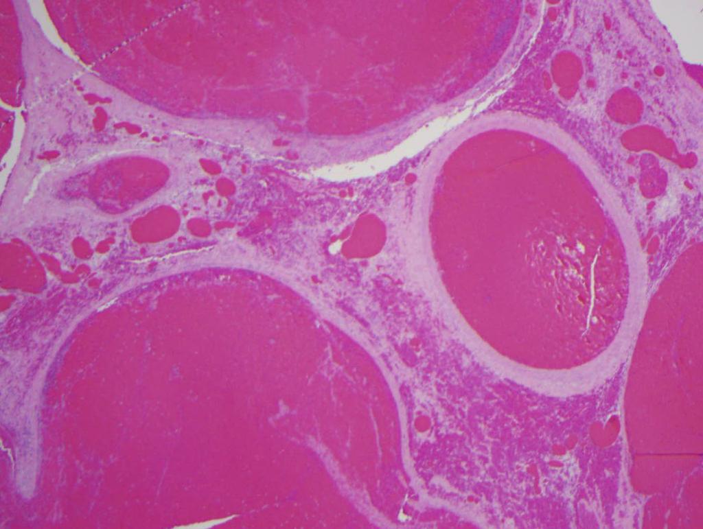 Figure 4: Histopathological images of the