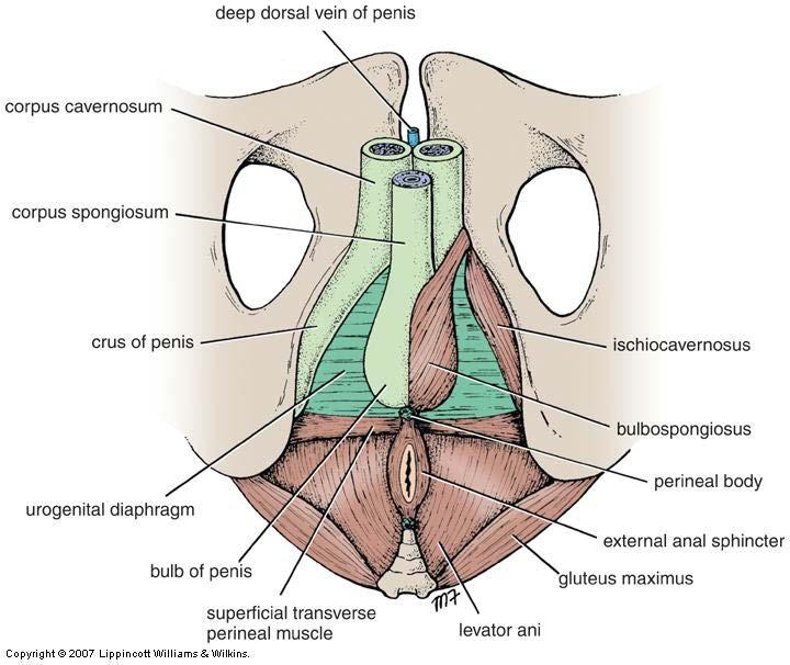 Posteriorly at perineal body Laterally at pubic arch.