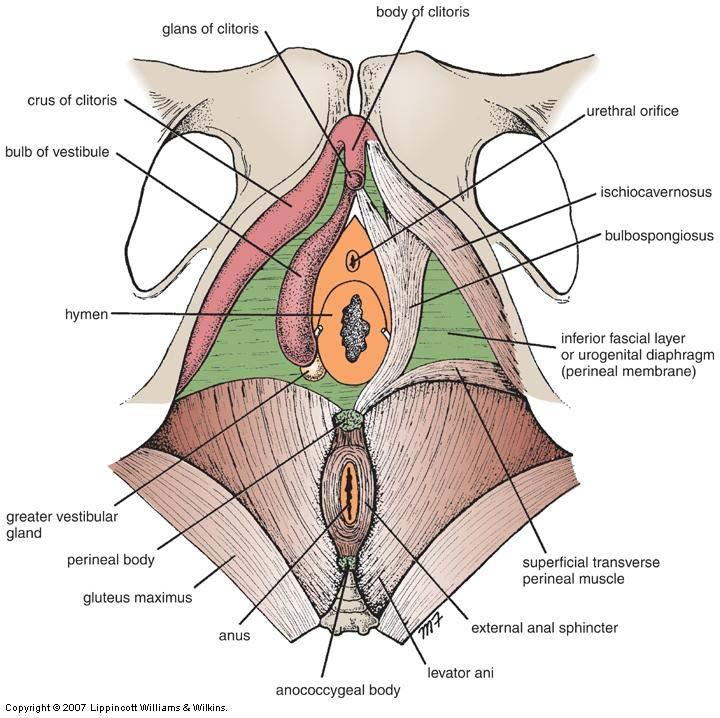 Anteriorly continuous with the potential space between the Scarpa s fascia and the abdominal mm.