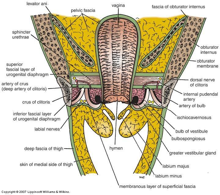 of pulp Dorsal artery of penis (clitoris) Dorsal nerve of the