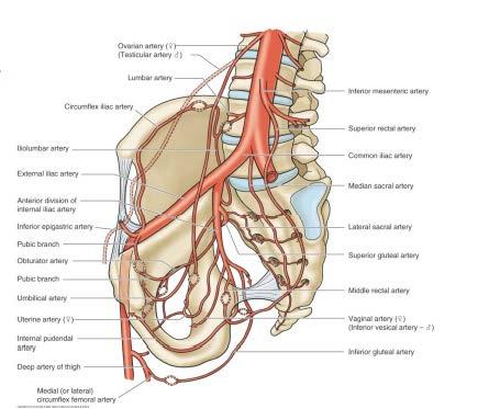 Descend anterior to sacrum & Coccyx ovary and testes developed in upper part of abdomen then descend and pull ovarian and testicular arteries with them, we will take them soon in details.